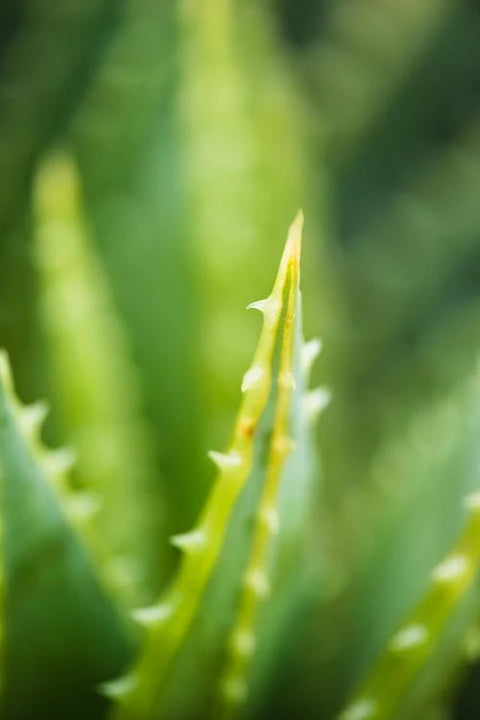 Aloe vera