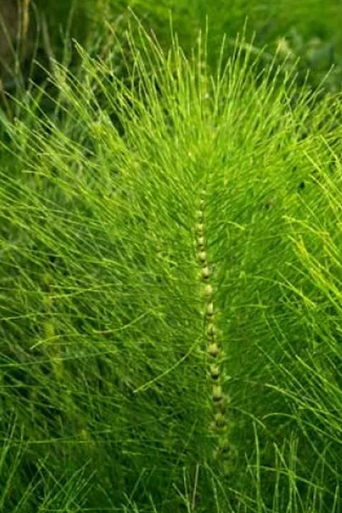 Horsetail stem and leaf