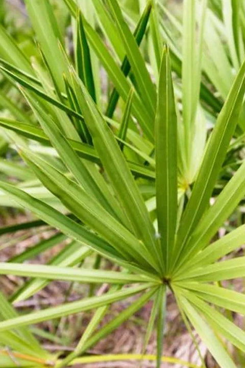 Saw palmetto